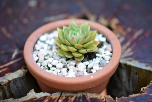 陶盆中的小巧多肉植物