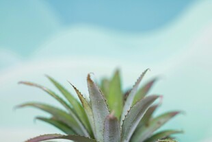 嫩绿菠萝顶叶 清新自然