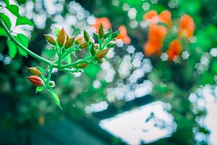 绿叶间的橙色花苞