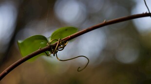 嫩绿藤蔓卷曲的生机瞬间