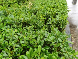 翠绿繁茂的灌木丛