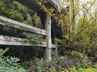 废弃桥梁被绿植环绕