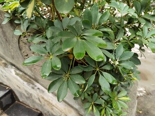 墙边生机勃勃的绿植