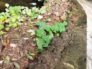 墙边生长的嫩绿植物