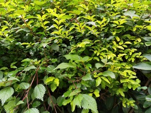 翠绿繁茂的植物景观