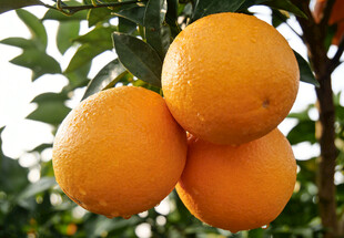 树上挂着的脐橙