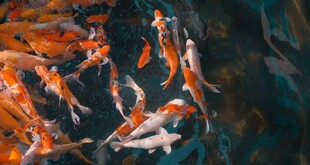 池塘中游动的多彩锦鲤