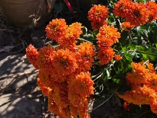 鲜艳橙色花卉绽放