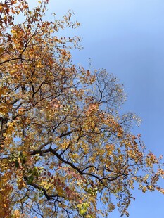 秋日枝头黄叶映蓝天