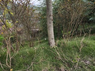 林间草木茂盛的自然景象