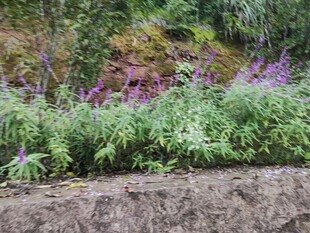 野外繁茂花草景观