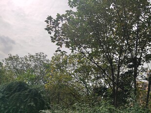 户外茂密树林景象