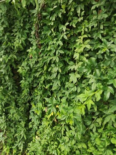 翠绿藤蔓植物墙面景观