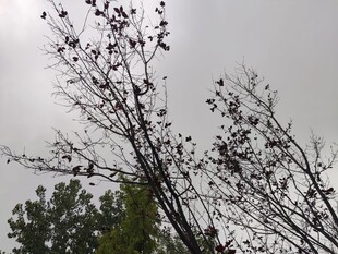 枝头鸟儿伴光秃树枝