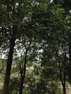 茂密树林中的自然景致