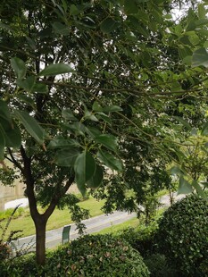 绿意盎然的街边树木景观