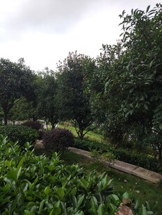 绿意盎然的园林小径