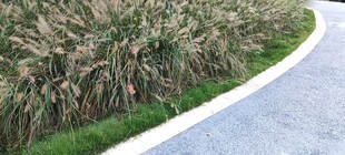 蜿蜒小路旁的茂盛芦苇