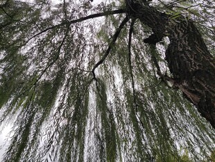 垂柳垂下的细长柳枝