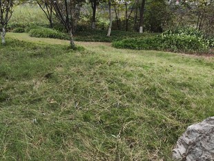 绿意盎然的林间草地