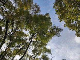 仰视葱郁树木与蓝天