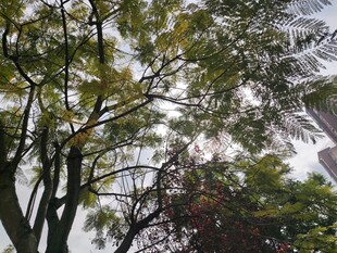 秋日树林中的繁茂枝叶