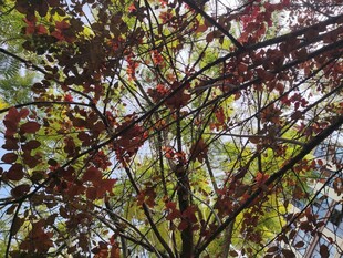 多彩枝叶展现自然之美