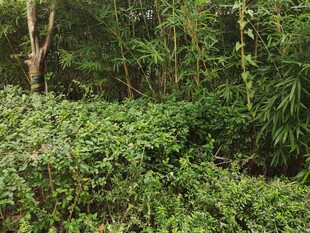 茂密绿植的自然景致