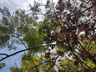 枝叶繁茂的树梢景象