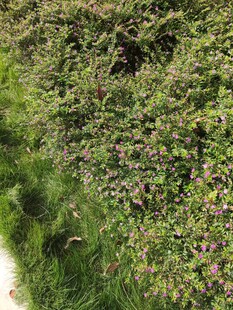 路边繁茂的绿色植物