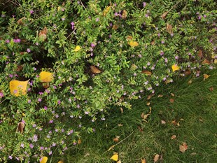 绿叶丛中的黄色果实