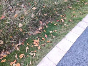 路边草地落叶景观