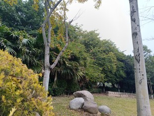 公园中的石凳与绿植景观