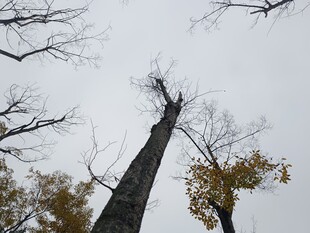 仰视枯树与秋日枝叶