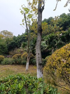 林间树木与繁茂绿植景观