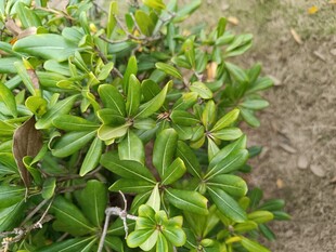 绿叶繁茂的小植物