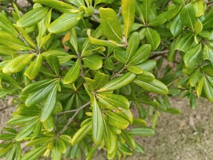 绿叶繁茂的植物