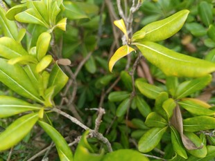 嫩绿枝叶与缠绕藤蔓