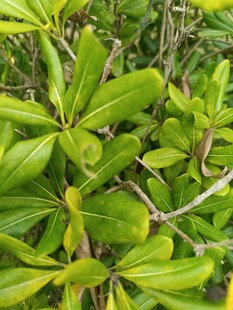 翠绿繁茂的植物叶片特写