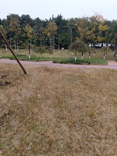 秋日郊野草地风景