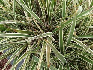 翠绿条纹草特写