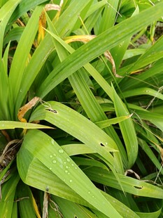 翠绿阔叶植物特写