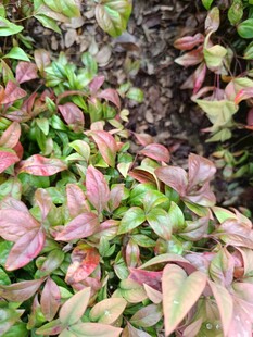 多彩叶片植物特写