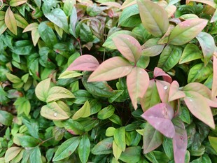 多彩叶片的植物景观