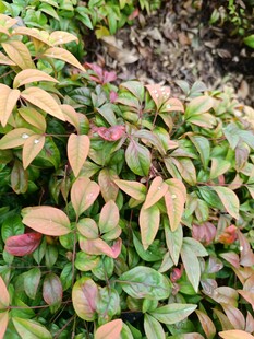 多彩叶片植物特写