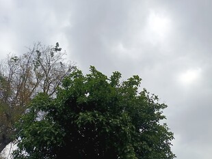 天空下的绿树与稀疏树枝