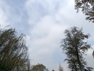 蓝天白云下的葱郁树木