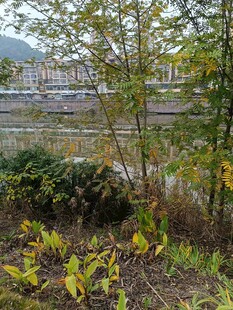 秋日河畔绿植景观