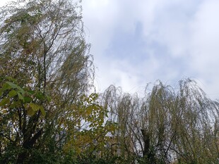 风中摇曳的垂柳