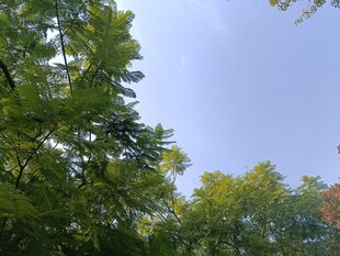 仰视林间蓝天绿意盎然